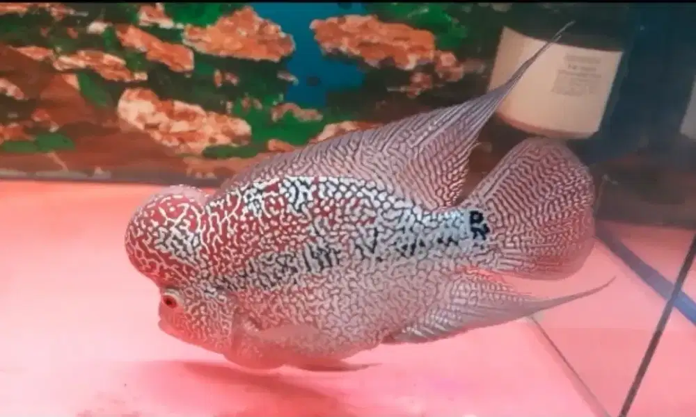 Ikan Louhan Kamfa F3