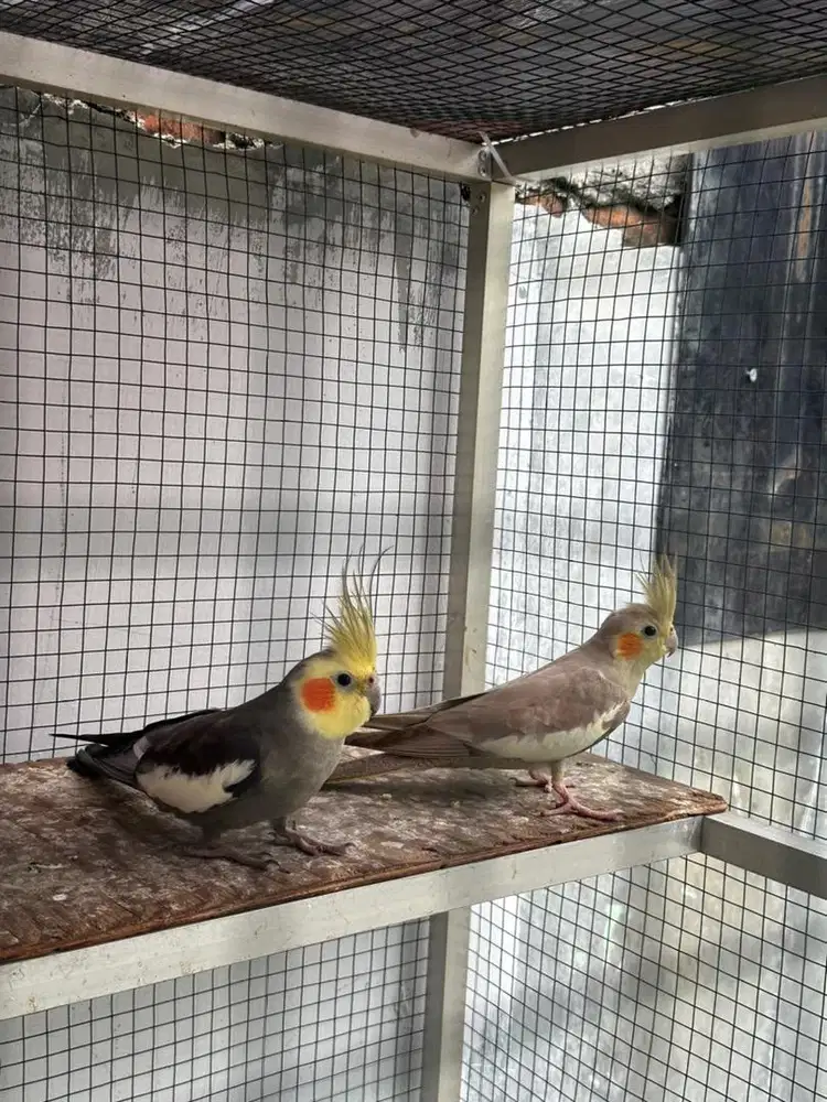 falk cockatiel parkit australi sepasang