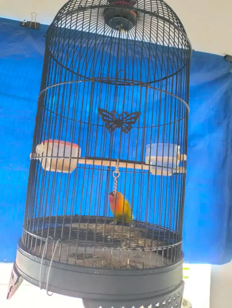 Jual cepat 3 ekor LOVEBIRD...