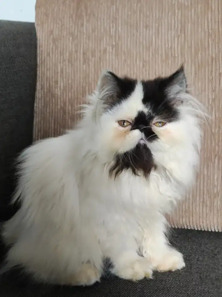 Persia peaknose