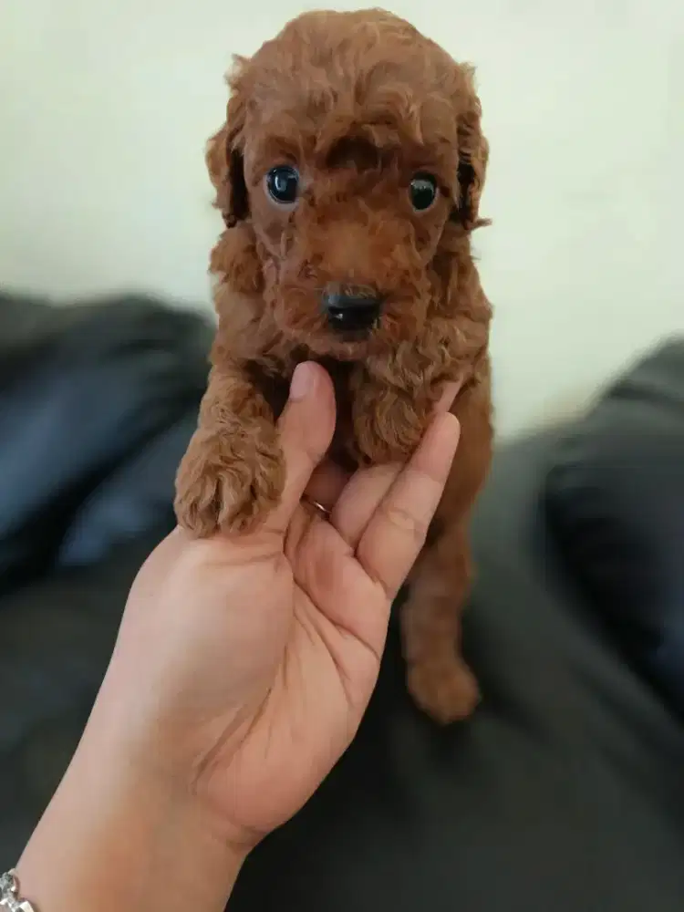 Anjing red poodle