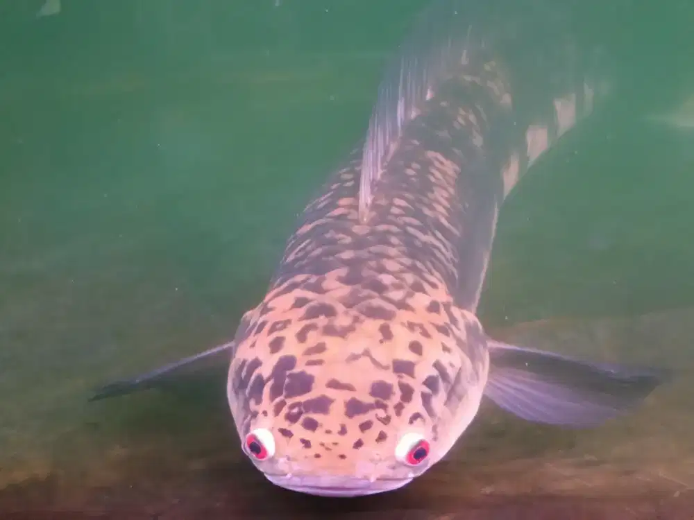 Ikan channa maru