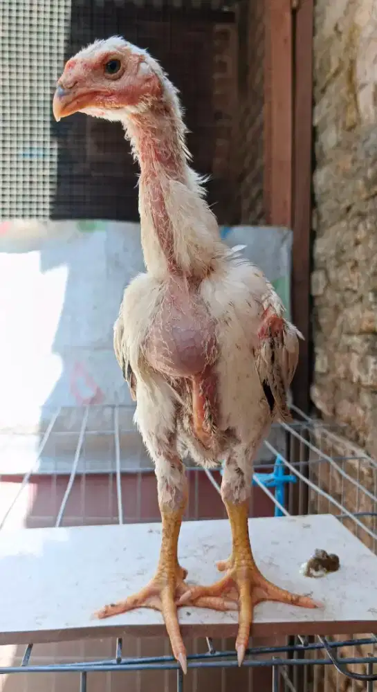 Anakan ayam shamo Eropa 3c cerah