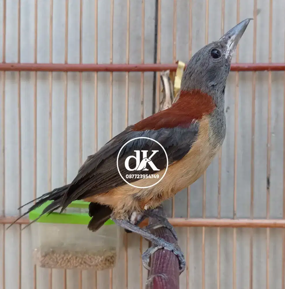 Pitohui Rawatan Rajin Bunyi