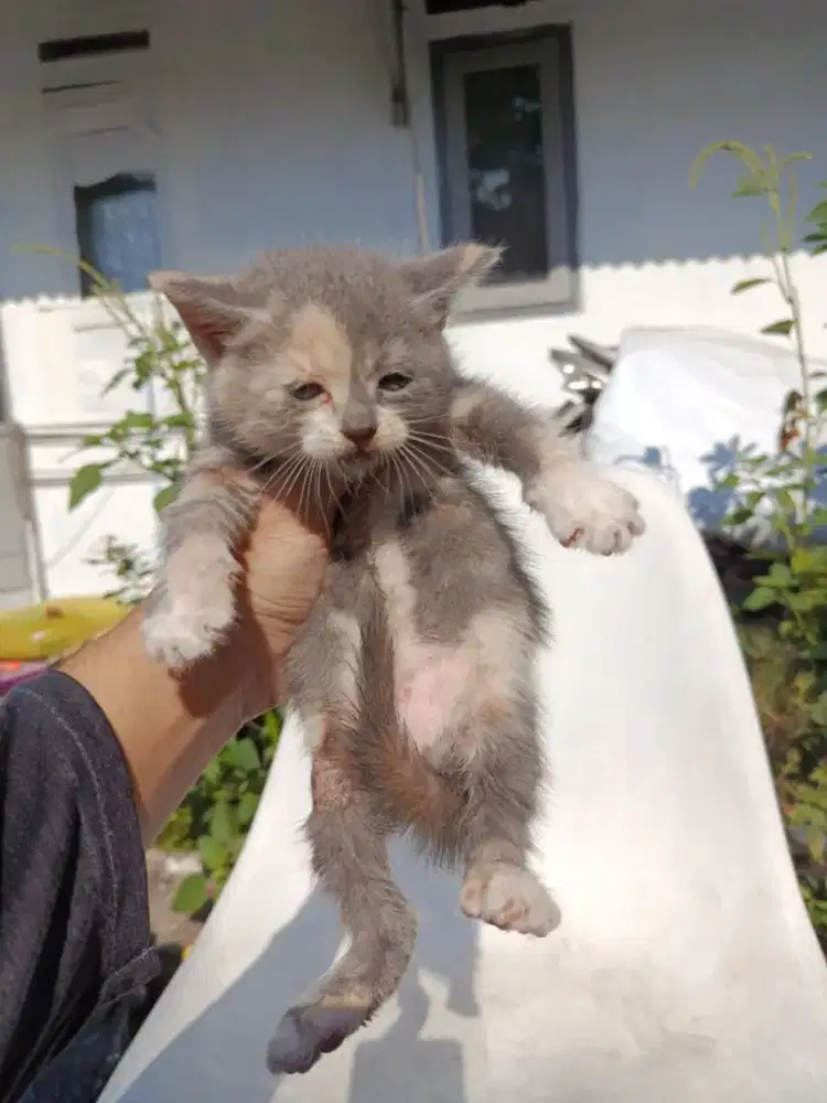 Kitten Mix British