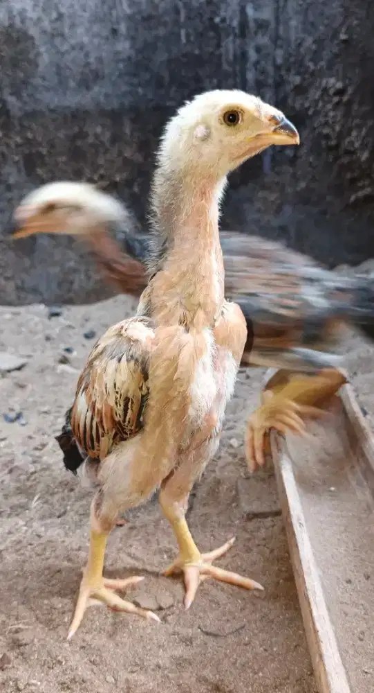 Anakan ayam shamo Eropa ori