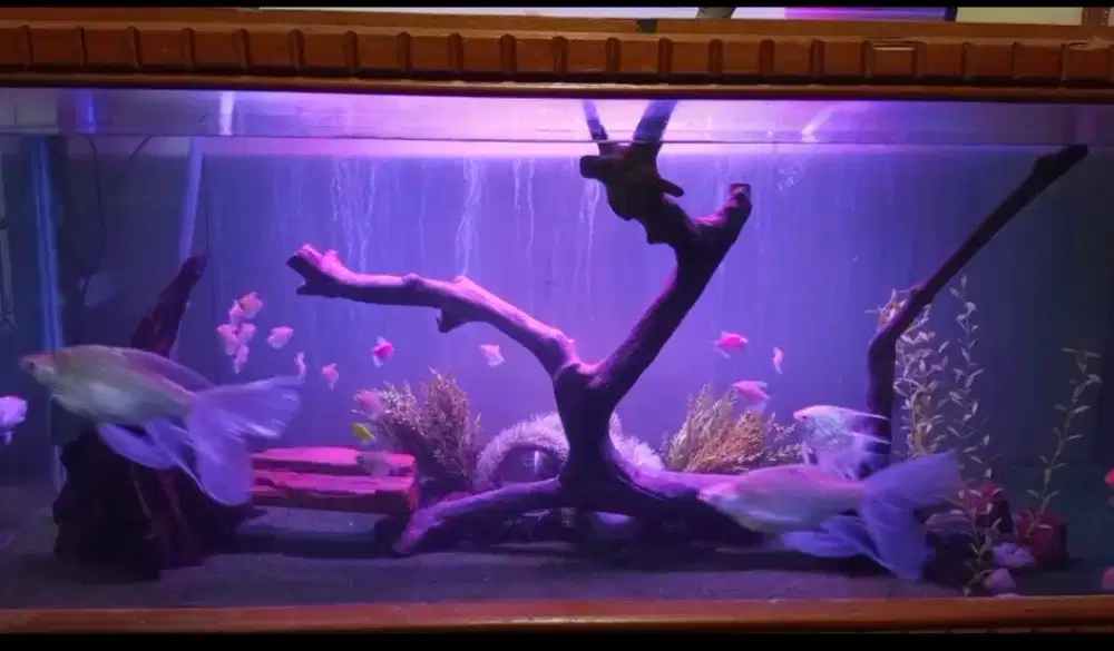 Tank Kabinet Besar Lebar Gede