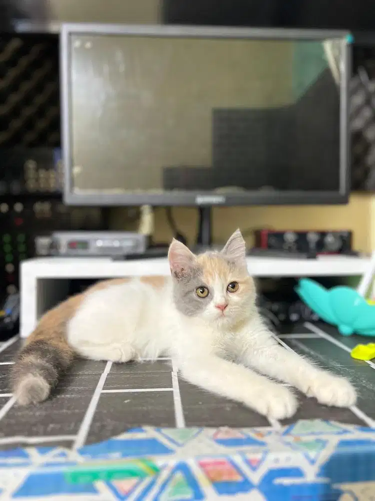 British short hair bsh pure calico dilute