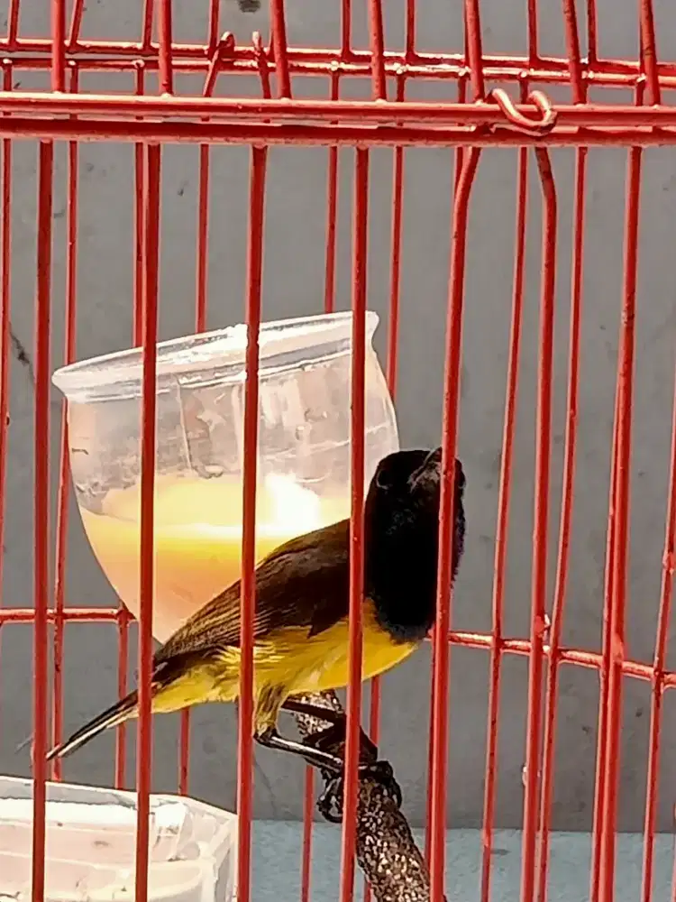 Burung penghisap madu