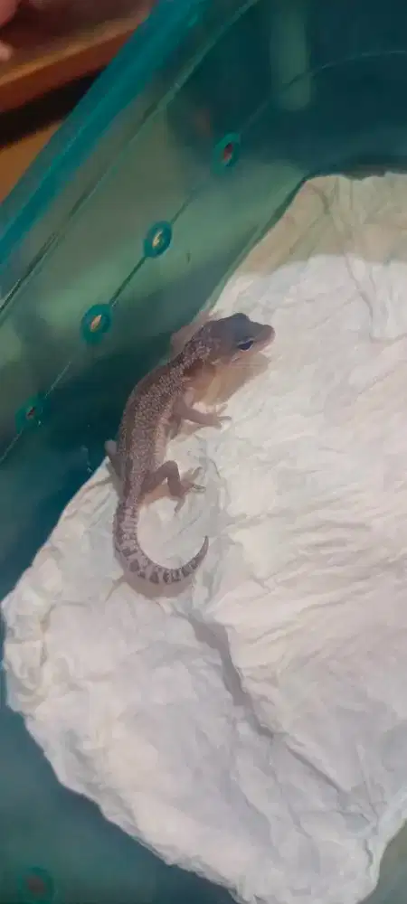 LEOPARD GECKO BLACK NIGHT MP