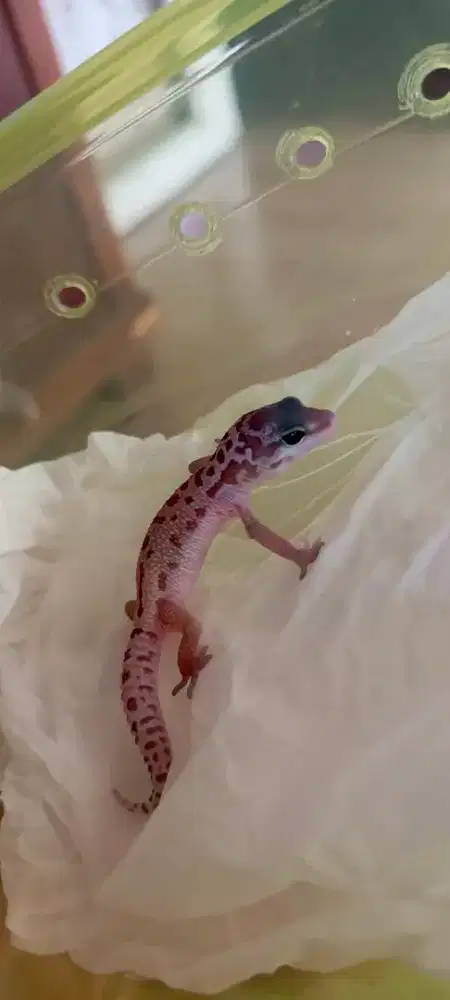LEOPARD GECKO BLACK NIGHT MURPHY