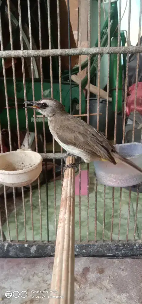 jual burung trucukan jantan bunyi gk ada minus burung mulus
