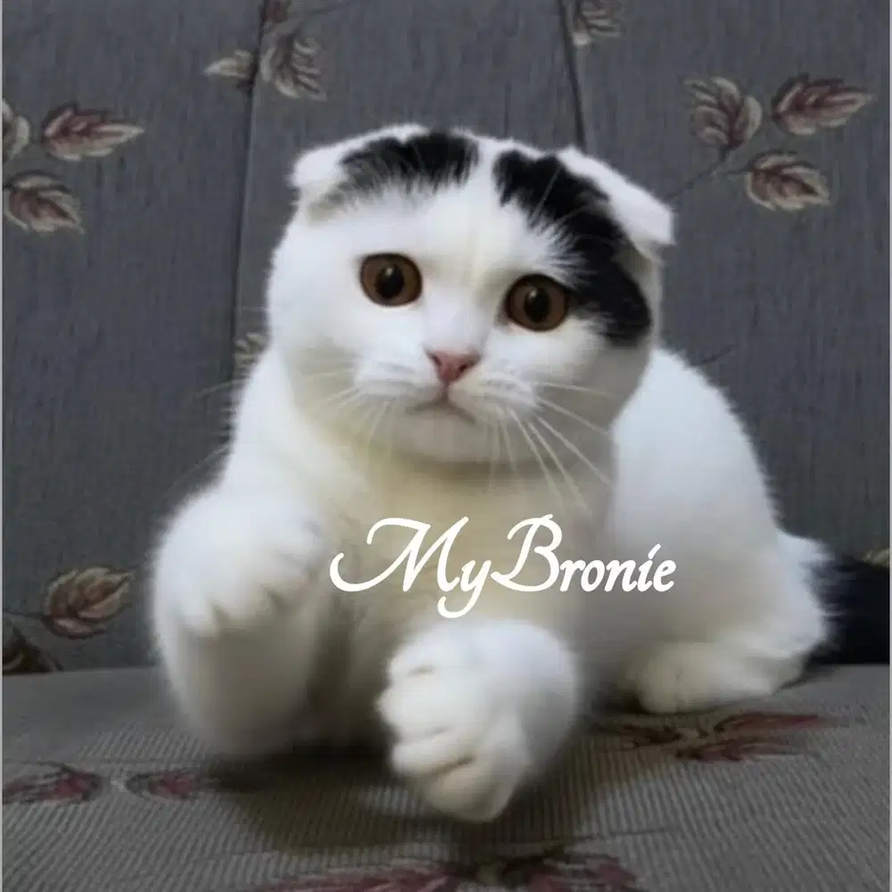 Kucing scottish fold 4 bulan