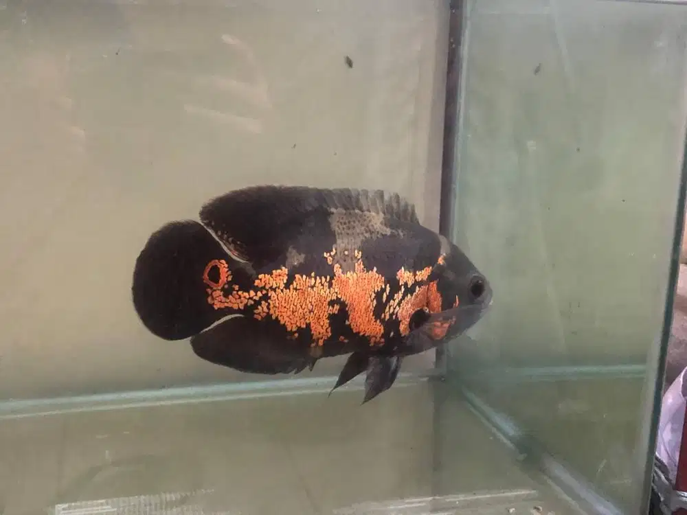 oscar tiger jual aja