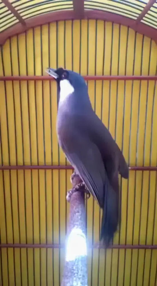Poksay Hingkong Pipi Putih