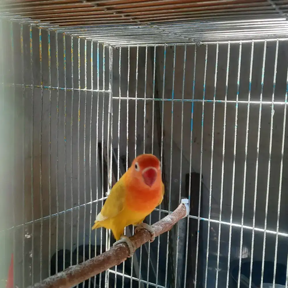 Lovebird pastel kuning bersih betina