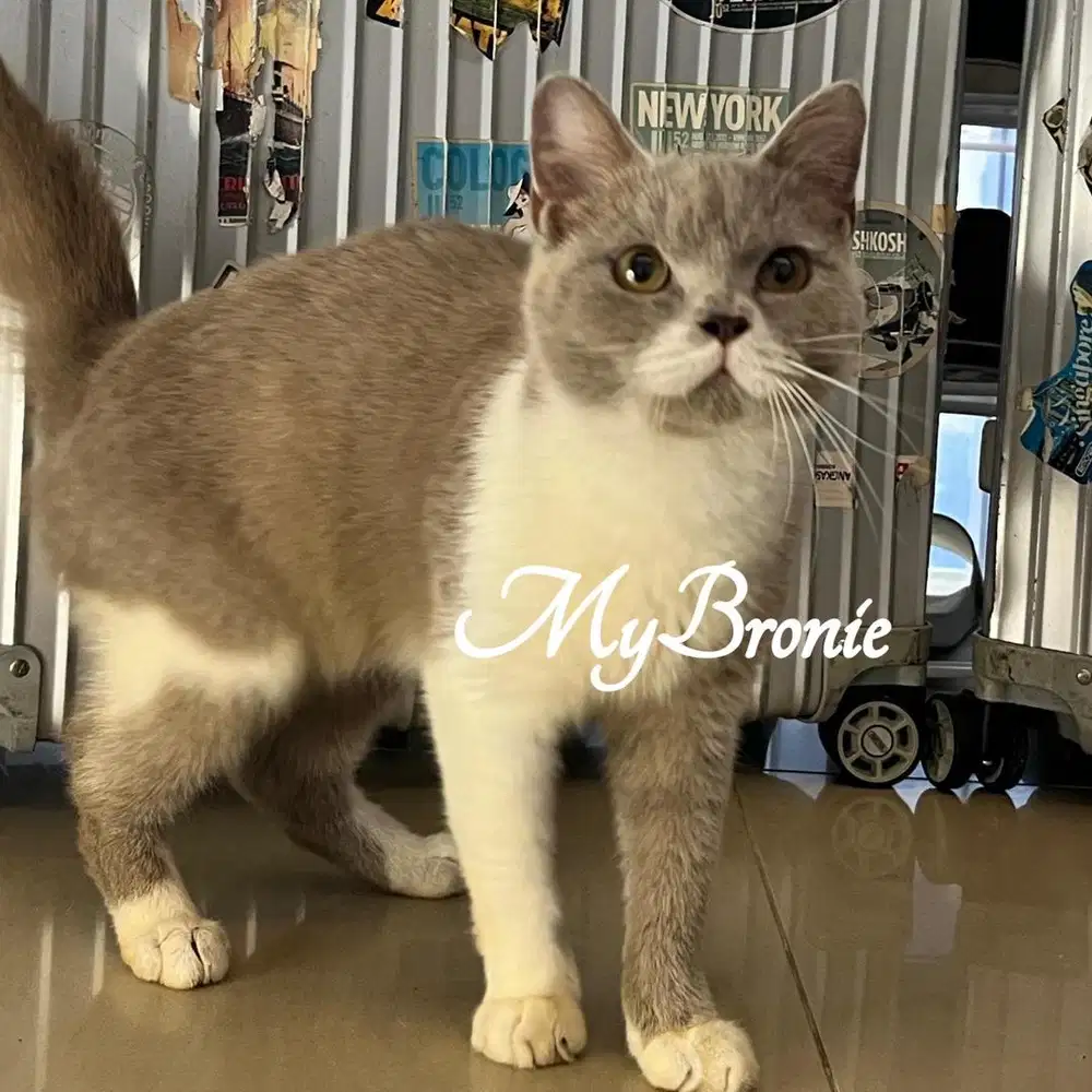 Kucing british shorthair lilac bicolor