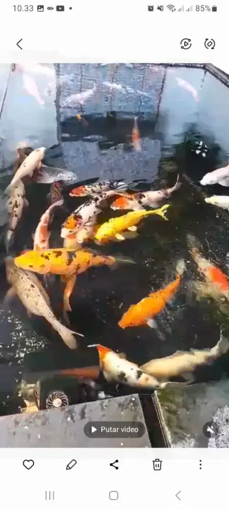 Ikan koi untuk hobi