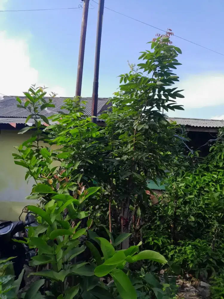 Pohon Klengkeng matalada.