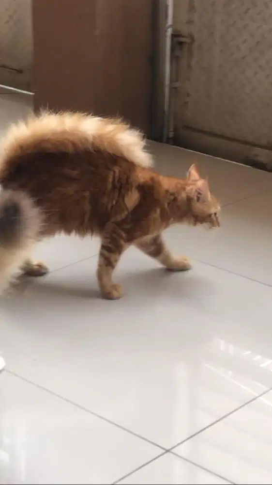 kucing mainecoon pure