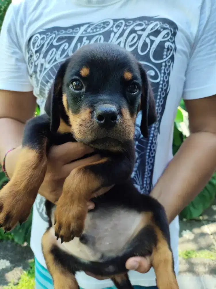 Rottweiler puppies/anakan rottweiler