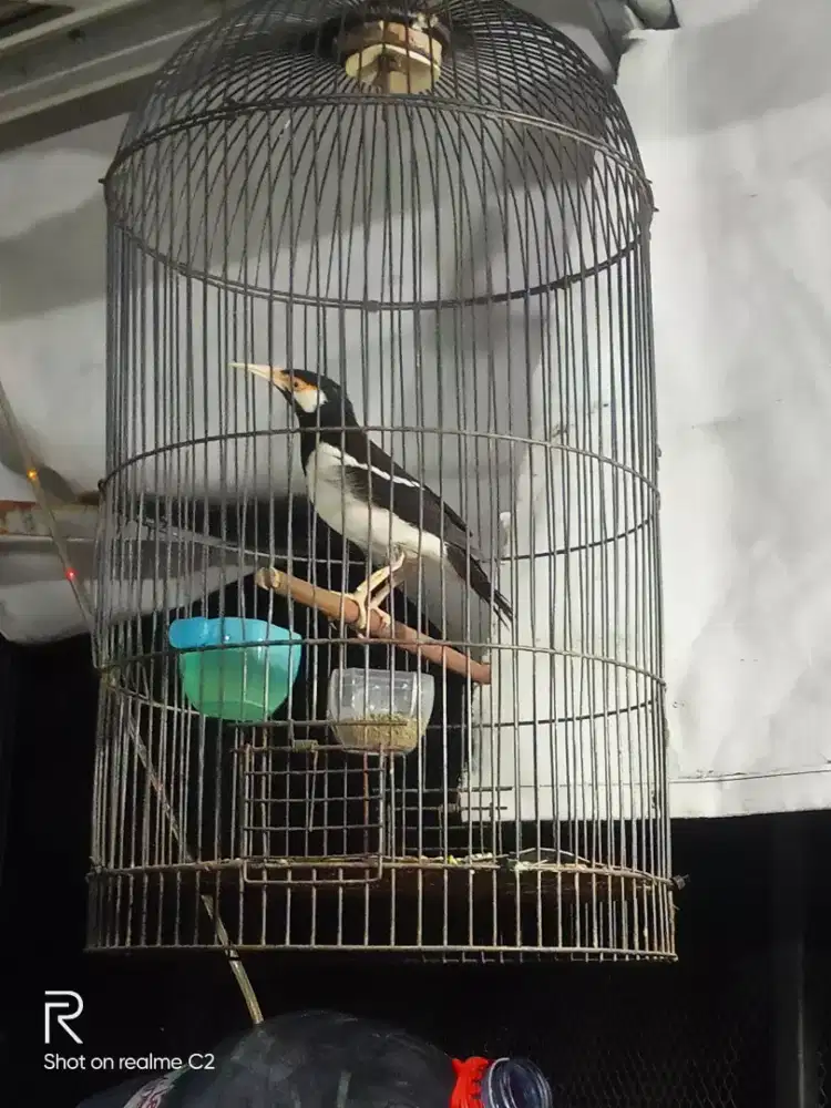 jalak suren gacordorrrrr mulus