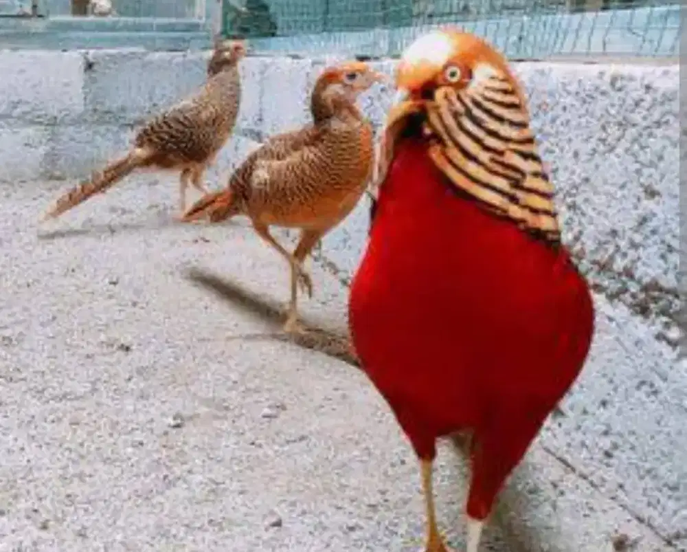 Jual ayam alas peasaty