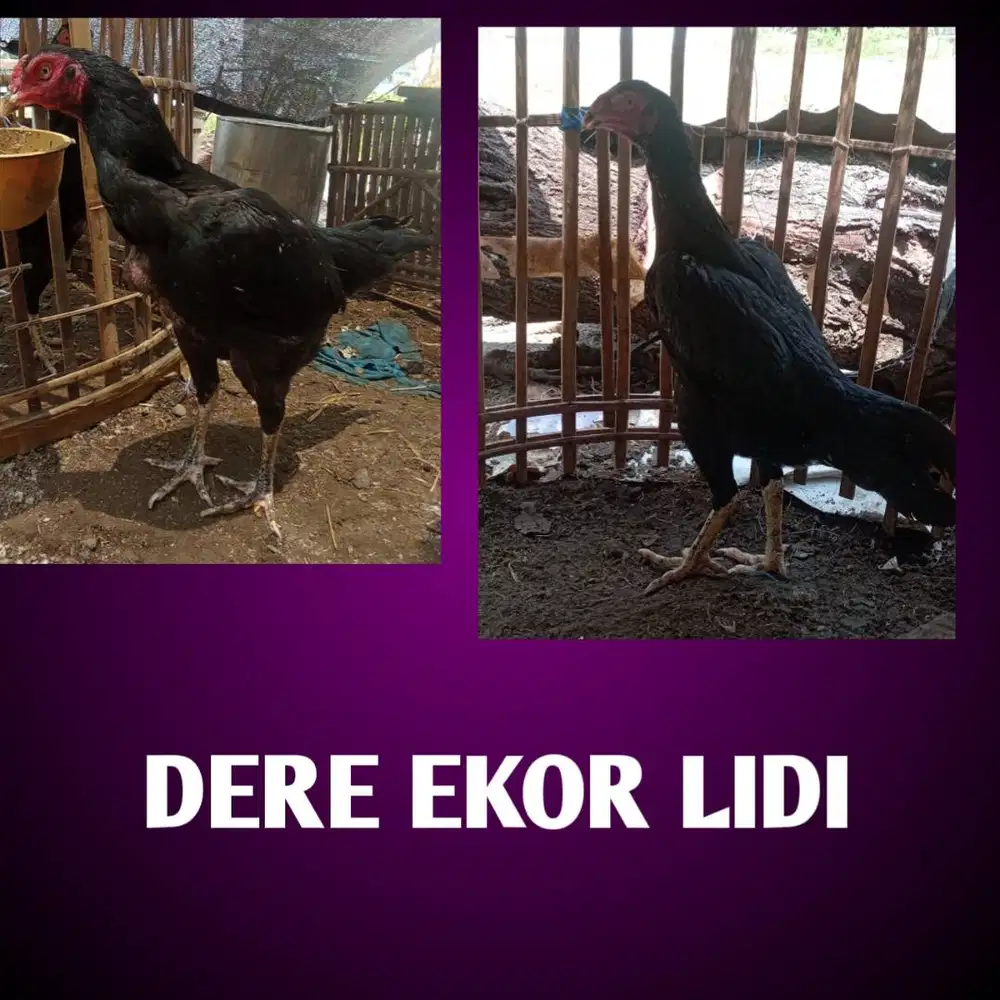 Mumpung lagi BU, Monggo Dere ekor lidi