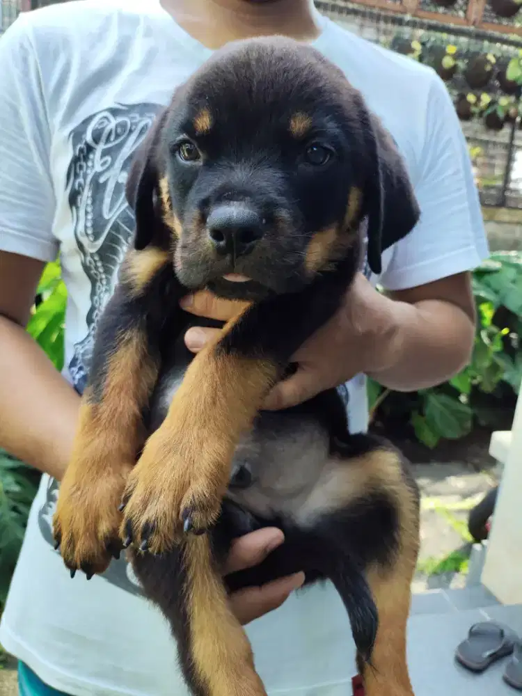 Rottweiler puppies/anakan rottweiler