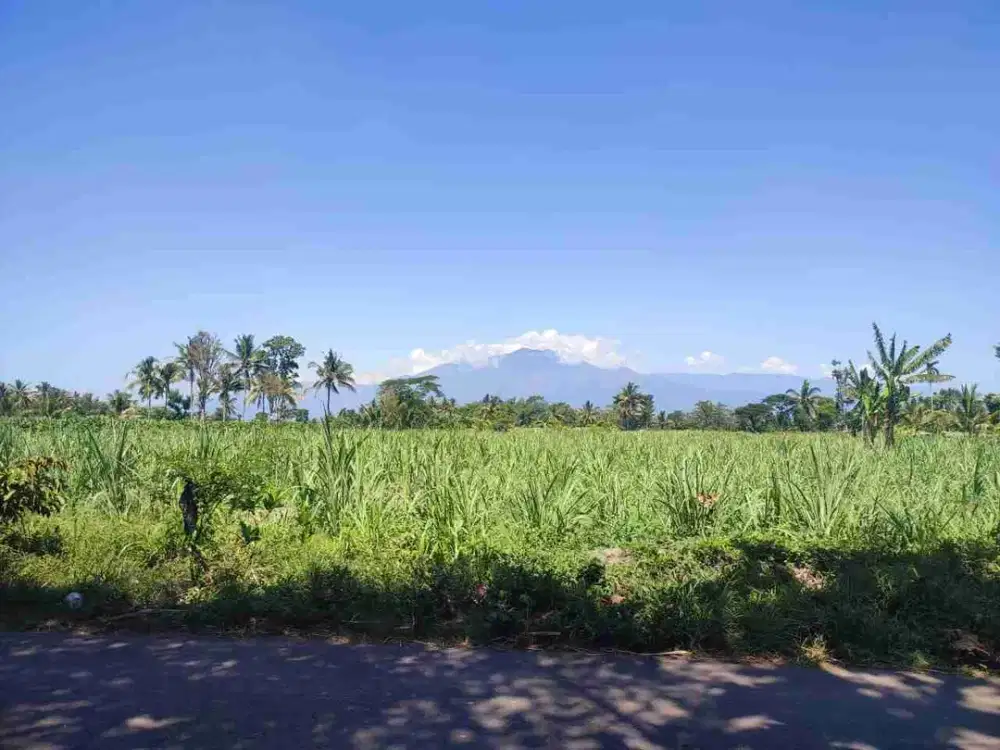 Dijual Kebun Tebu dekat kota Bondowoso