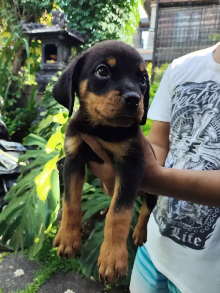 Rottweiler puppies/anakan rottweiler