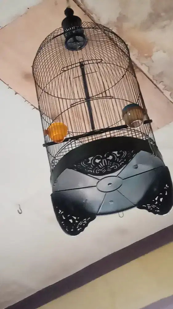 Kandang burung Lovebird