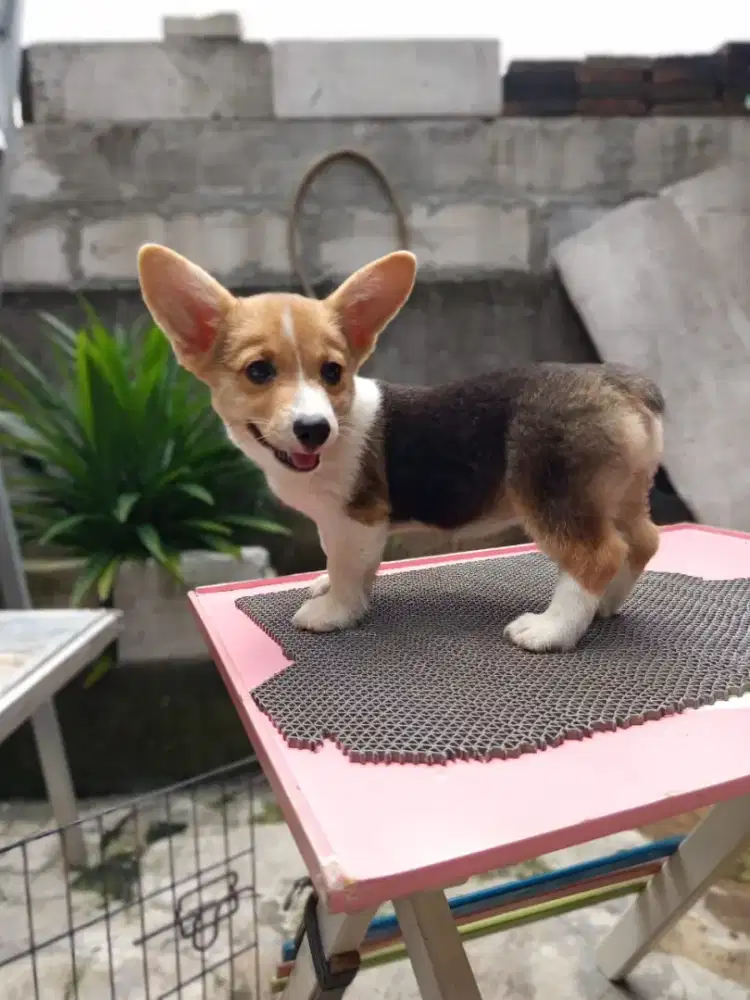 Di jual cepat anakan anjing Welsh corgi