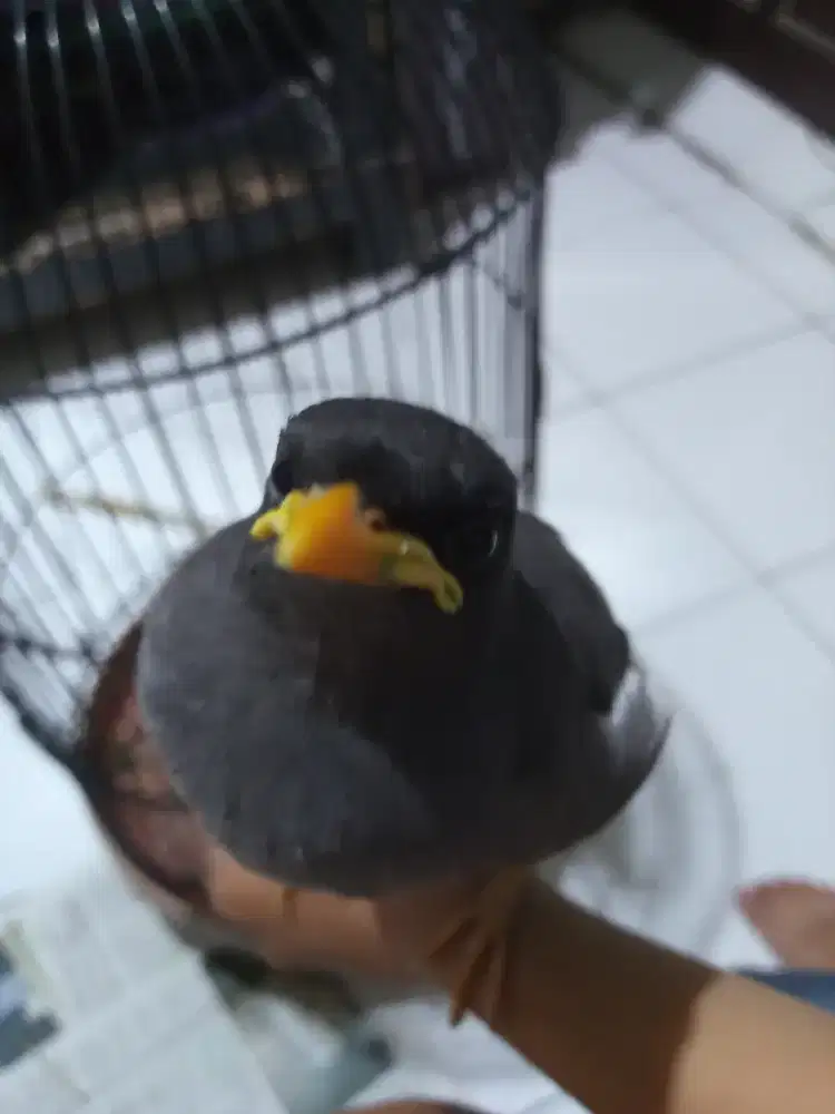 Anakan Jalak Kebo Mata Putih