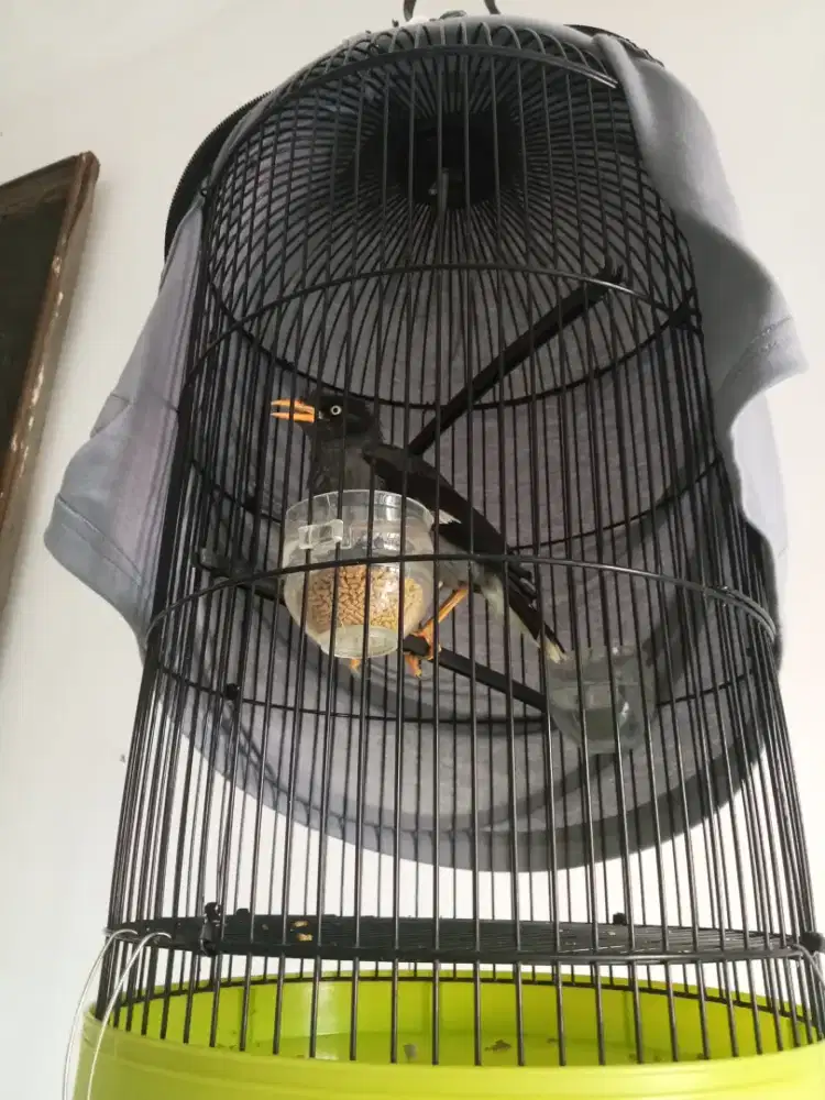 Di jual cepat burung jalak kebo