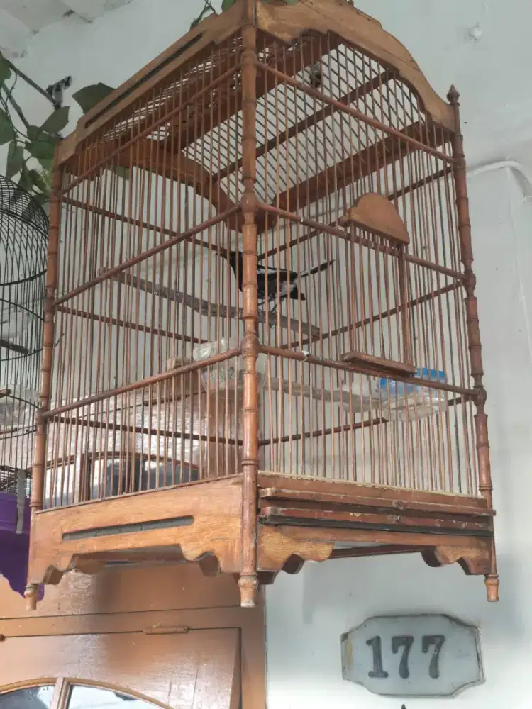 burung kacer bahan fs
