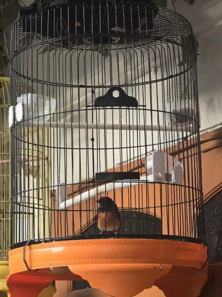 burung murai fs