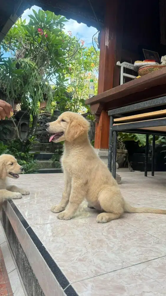 Golden retriever