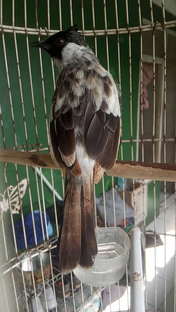 Kutilang jantan Blorok Gacor di Bogor