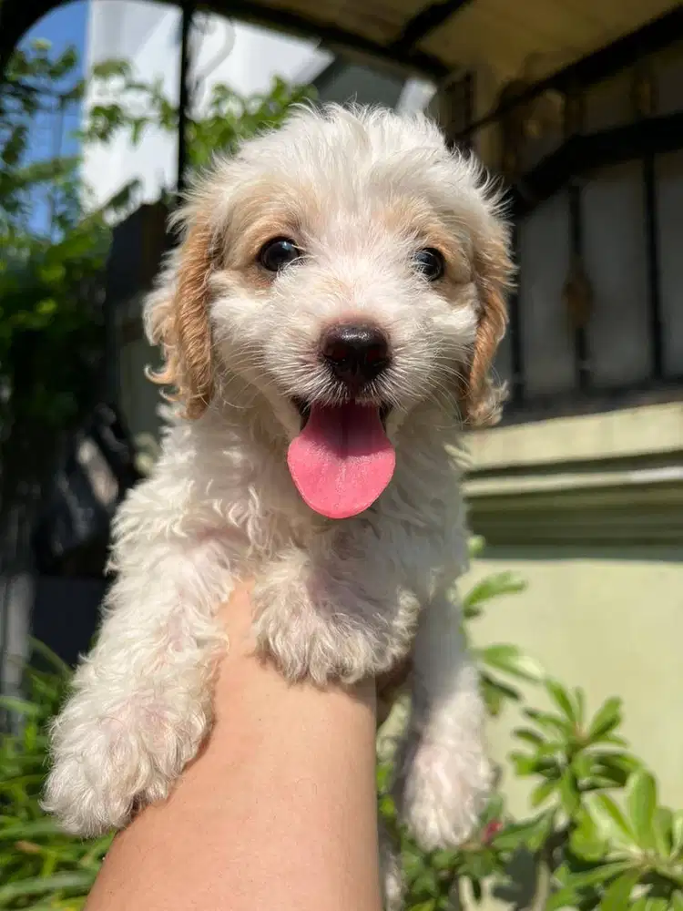 ANAK ANJING POODLE MIX BICHON