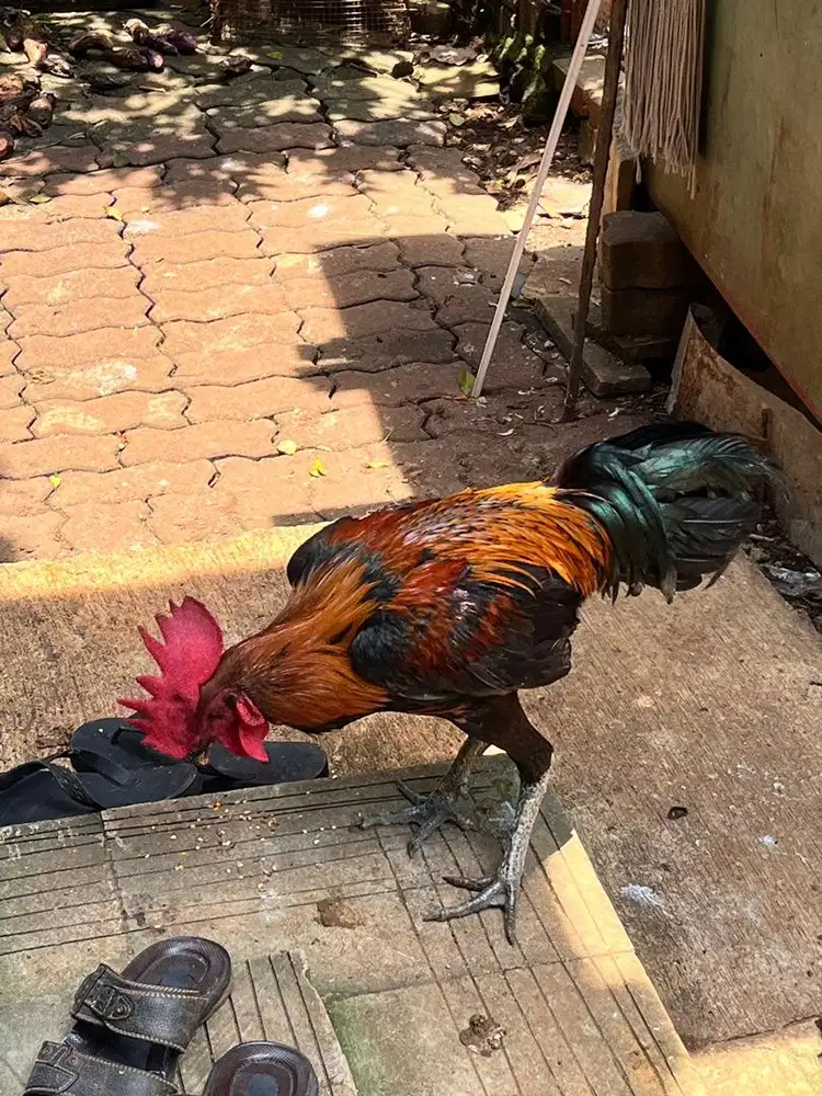 AYAM PELUNG JUMBO!