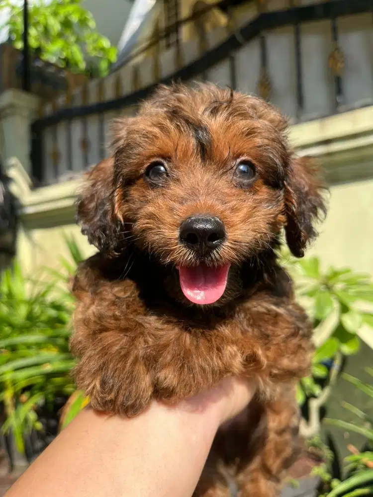 ANAK ANJING RED TOY POODLE