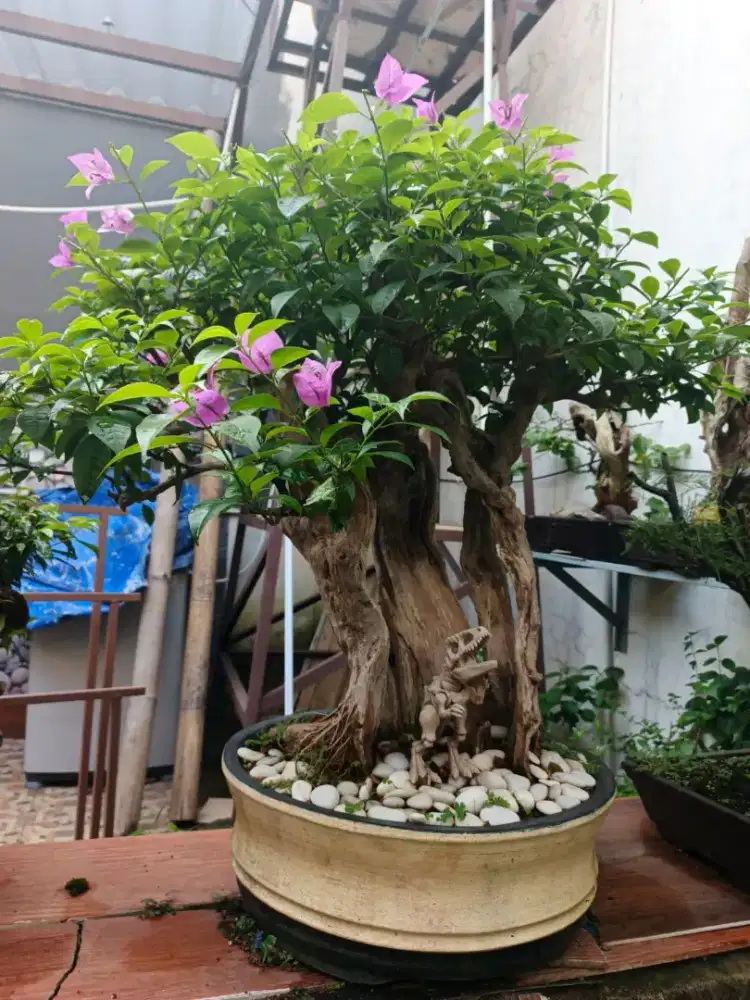 Bonsai   bougenvile
