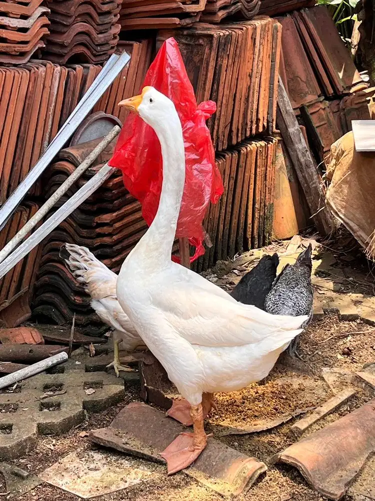 soang angsa swan