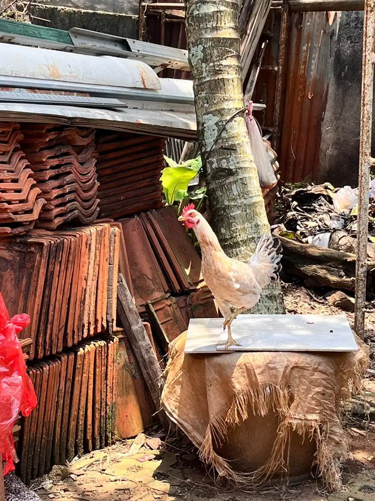 ayam kampung SALE