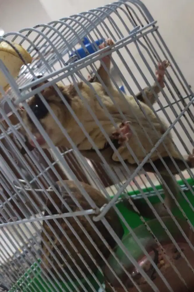 Sugar glider usia 10bln