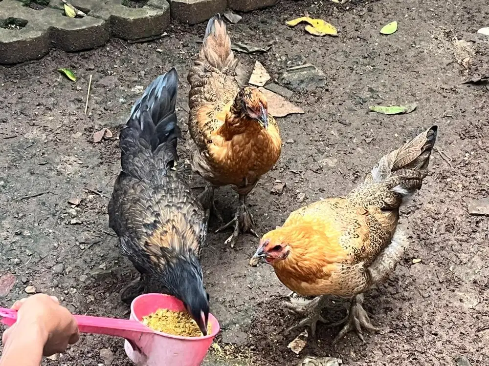 AYAM BRAHMA SALE!!!