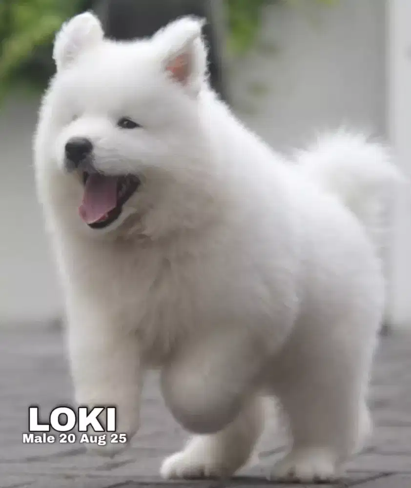 Samoyed jantan •LOKI•