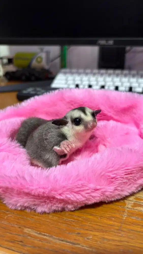 Joey Sugar Glider Jinak Usia 2,5 Bulan – Siap Adopsi