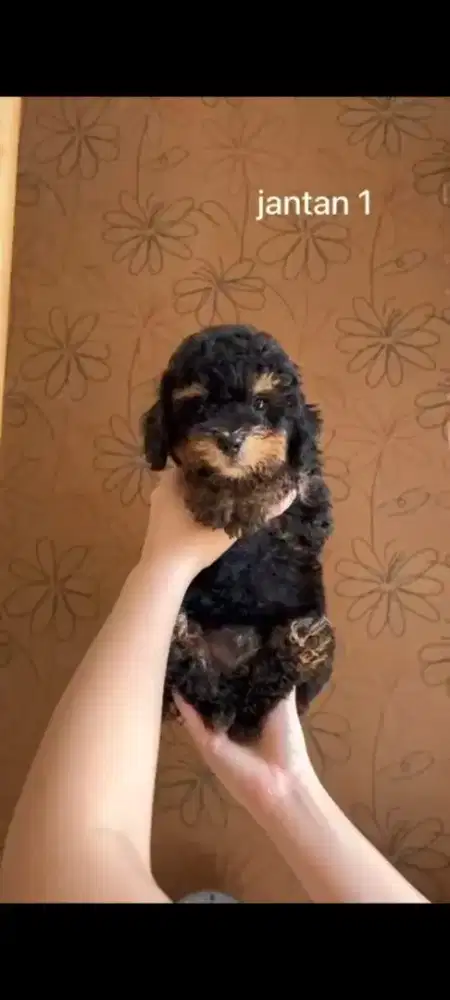 Dijual Anjing Puddle jantan